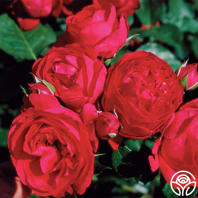  Red Eden®