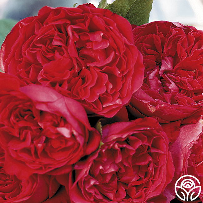  Red Eden®