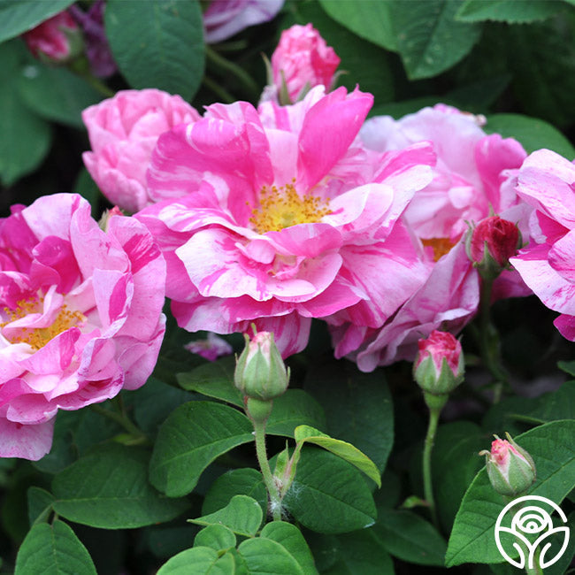  Rosa Mundi