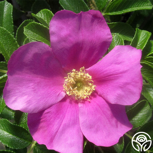  Rosa Rugosa