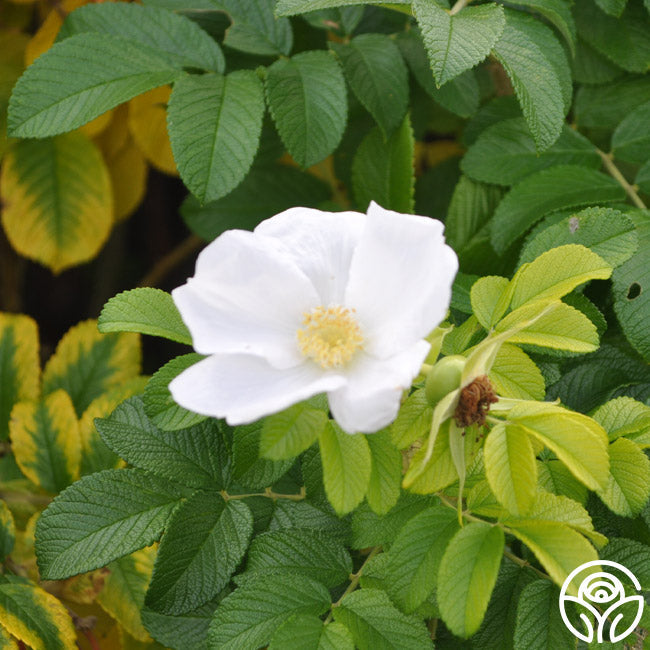  Rosa Rugosa Alba