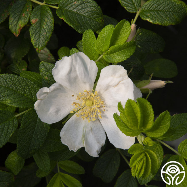  Rosa Rugosa Alba