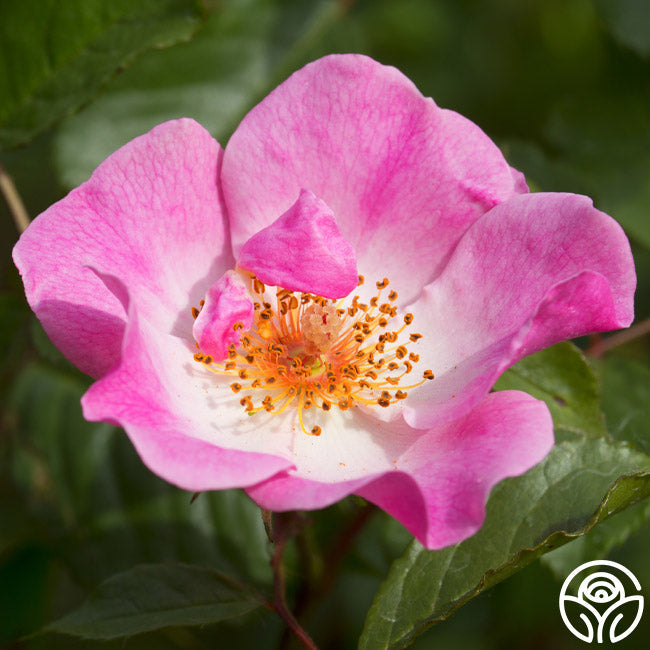  Rosy Hedge