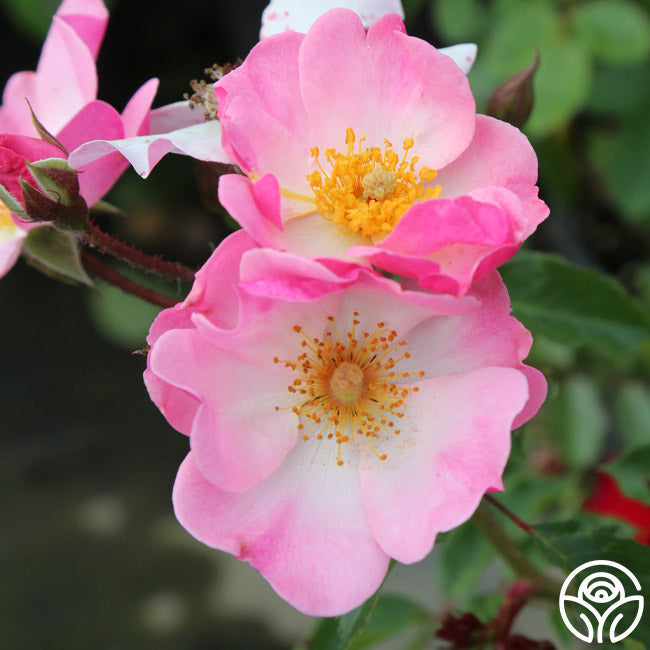  Rosy Hedge