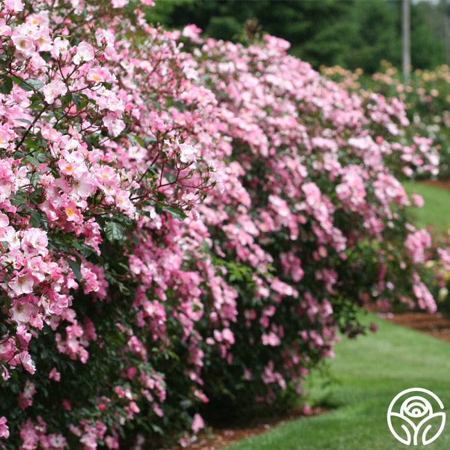  Rosy Hedge