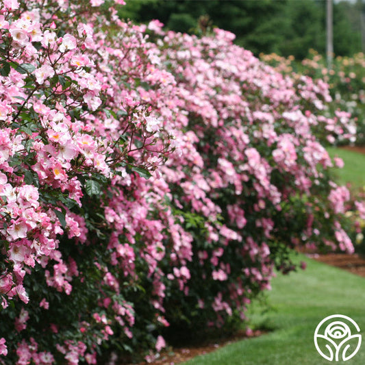  Rosy Hedge
