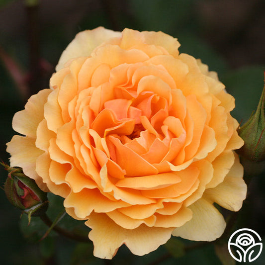  Royal Amber™
