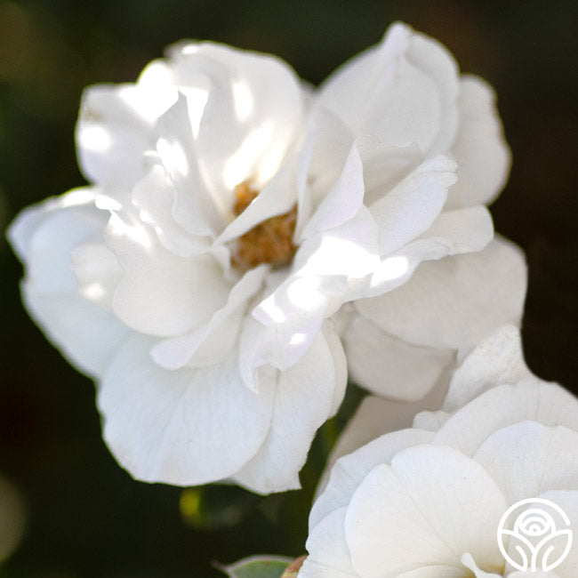  White Veranda®