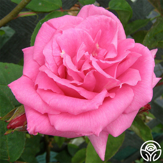  Zéphirine Drouhin